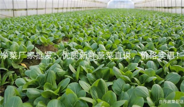 净菜厂家批发：优质新鲜蔬菜直供，价格实惠！