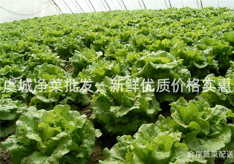 虞城净菜批发，新鲜优质价格实惠