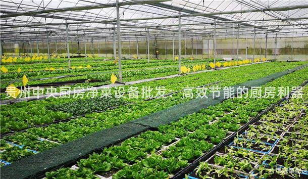 贵州中央厨房净菜设备批发：高效节能的厨房利器