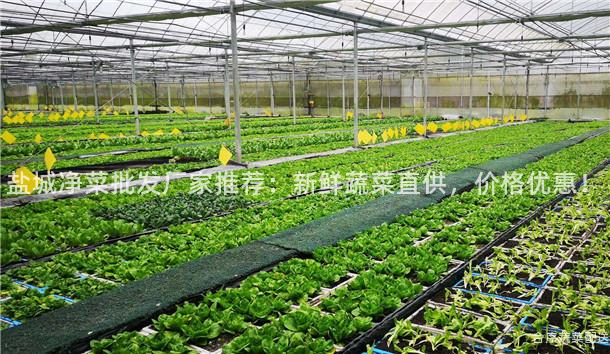 盐城净菜批发厂家推荐：新鲜蔬菜直供，价格优惠！