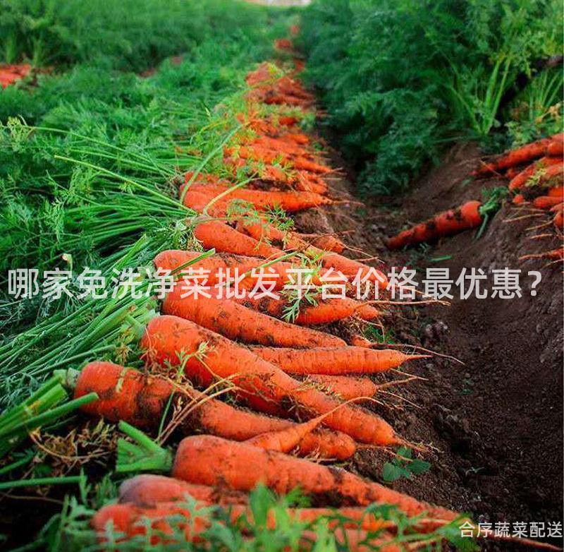 哪家免洗净菜批发平台价格最优惠？