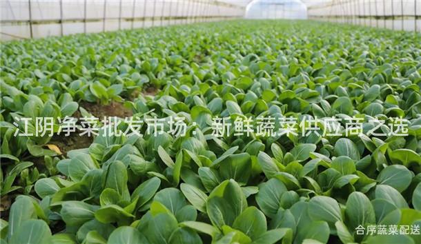 江阴净菜批发市场：新鲜蔬菜供应商之选