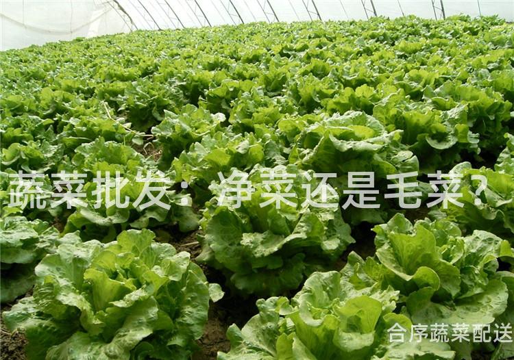 蔬菜批发：净菜还是毛菜？