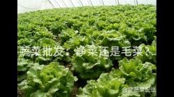 蔬菜批发：净菜还是毛菜？