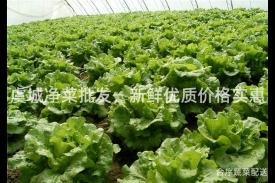 虞城净菜批发，新鲜优质价格实惠