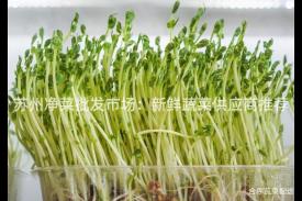 苏州净菜批发市场：新鲜蔬菜供应商推荐