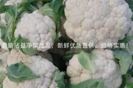 曲靖沾益净菜批发，新鲜优质直供，价格实惠！