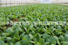 江阴净菜批发市场：新鲜蔬菜供应商之选