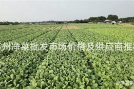 苏州净菜批发市场价格及供应商推荐