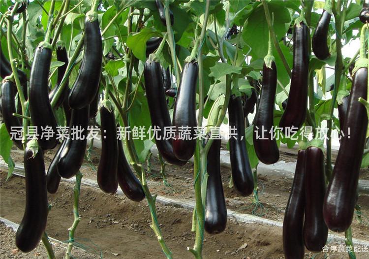 冠县净菜批发：新鲜优质蔬菜直供，让你吃得放心！