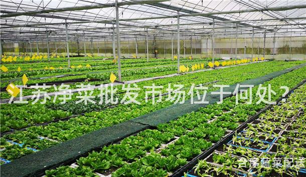 江苏净菜批发市场位于何处？