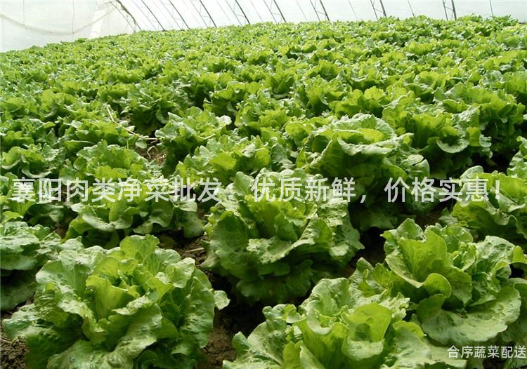 襄阳肉类净菜批发：优质新鲜，价格实惠！