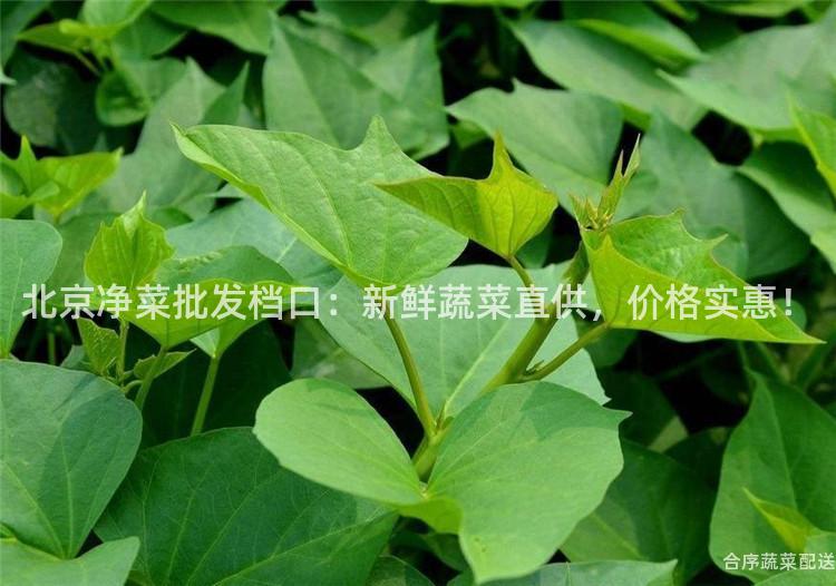 北京净菜批发档口：新鲜蔬菜直供，价格实惠！