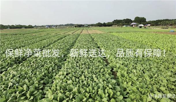 保鲜净菜批发，新鲜送达，品质有保障！