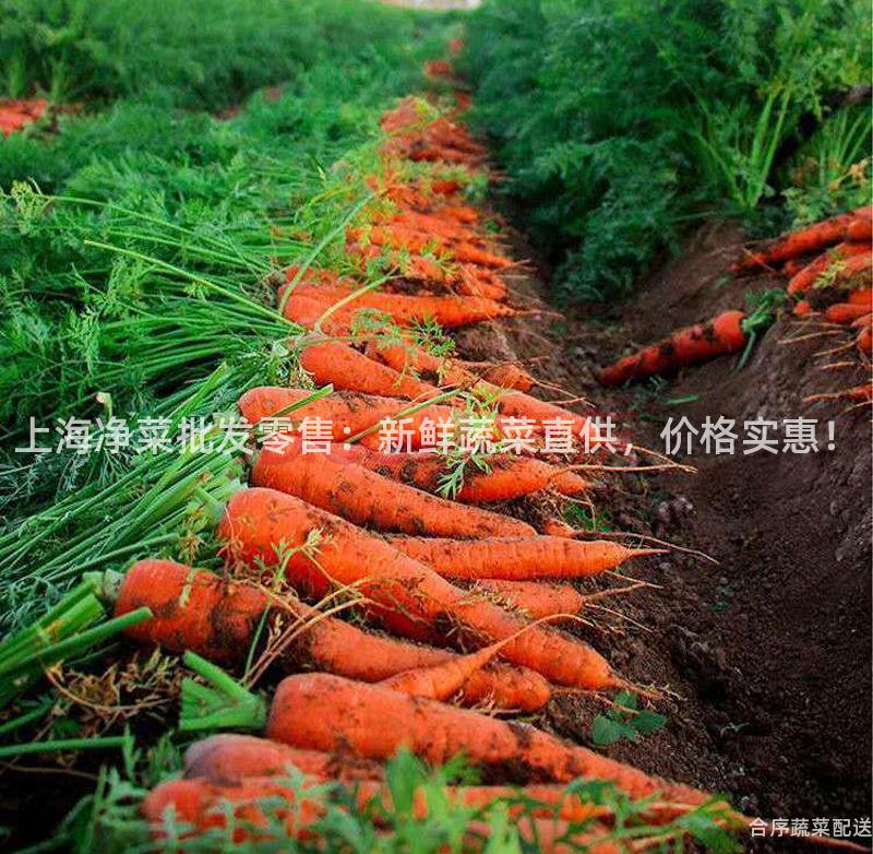 上海净菜批发零售：新鲜蔬菜直供，价格实惠！