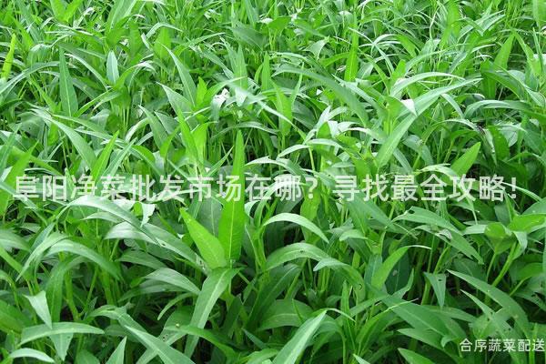 阜阳净菜批发市场在哪？寻找最全攻略！