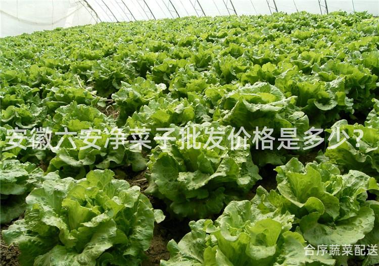 安徽六安净菜子批发价格是多少？