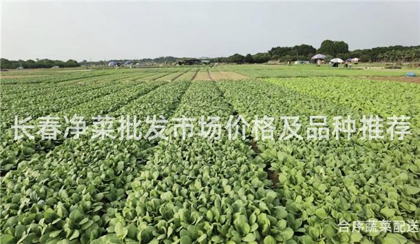 长春净菜批发市场价格及品种推荐