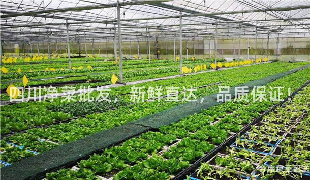 四川净菜批发，新鲜直达，品质保证！