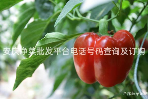 安庆净菜批发平台电话号码查询及订购