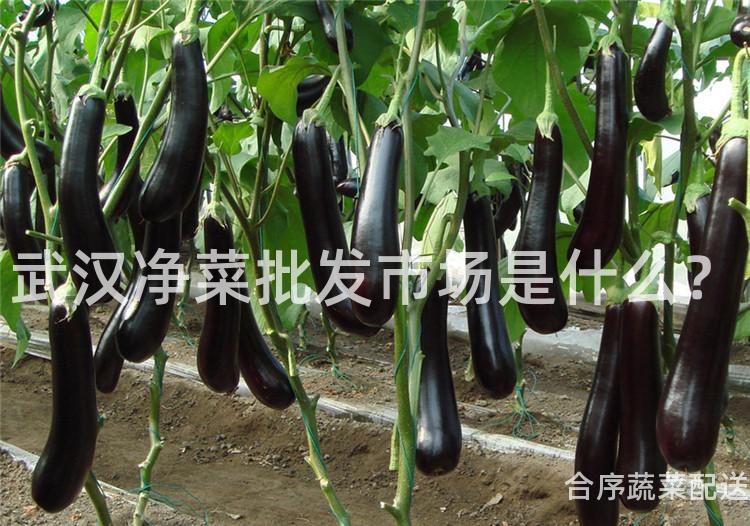 武汉净菜批发市场是什么？