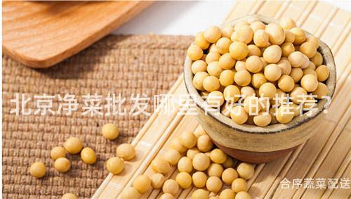 北京净菜批发哪里有好的推荐？
