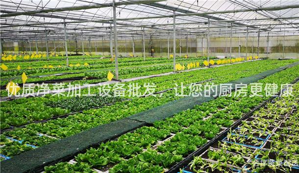 优质净菜加工设备批发，让您的厨房更健康