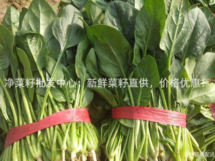 净菜籽批发中心：新鲜菜籽直供，价格优惠！