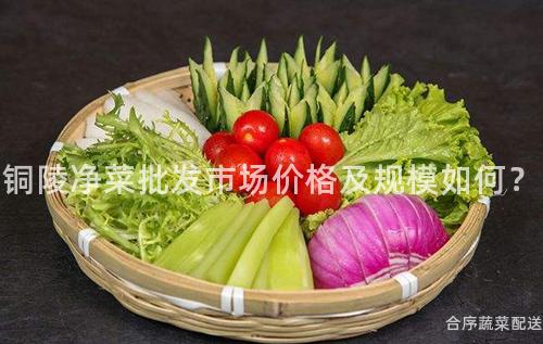 铜陵净菜批发市场价格及规模如何？