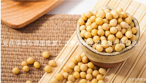 安庆净菜在哪里批发？这里有最全的批发市场信息！