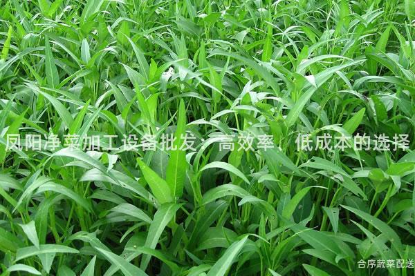 凤阳净菜加工设备批发：高效率、低成本的选择