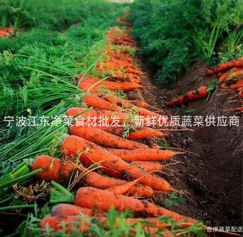 宁波江东净菜食材批发，新鲜优质蔬菜供应商