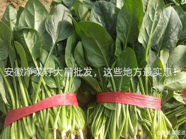 安徽净菜籽大量批发，这些地方最实惠！
