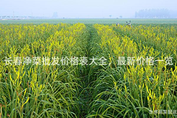 长春净菜批发价格表大全，最新价格一览