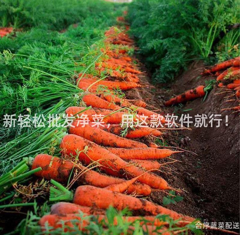新轻松批发净菜，用这款软件就行！