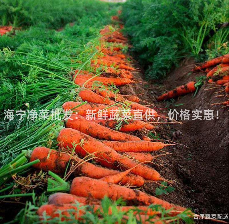 海宁净菜批发：新鲜蔬菜直供，价格实惠！