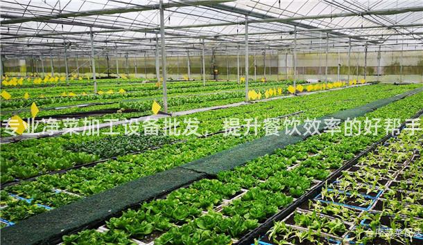 专业净菜加工设备批发，提升餐饮效率的好帮手