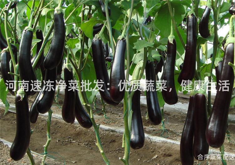 河南速冻净菜批发：优质蔬菜，健康生活