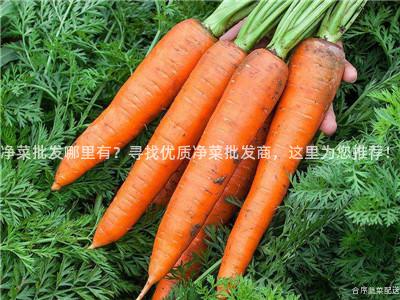 净菜批发哪里有？寻找优质净菜批发商，这里为您推荐！