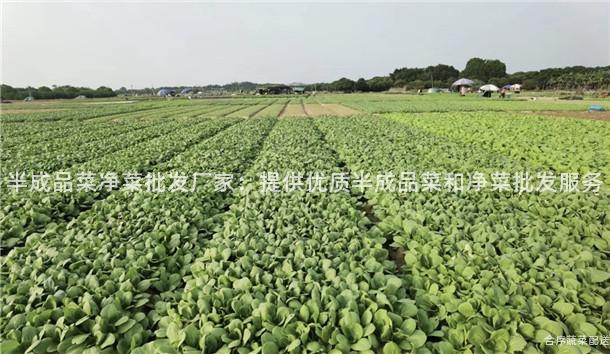 半成品菜净菜批发厂家：提供优质半成品菜和净菜批发服务