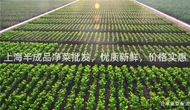 上海半成品净菜批发，优质新鲜，价格实惠