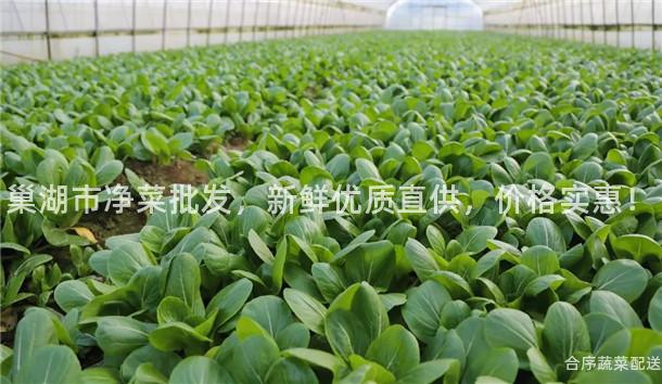 巢湖市净菜批发，新鲜优质直供，价格实惠！