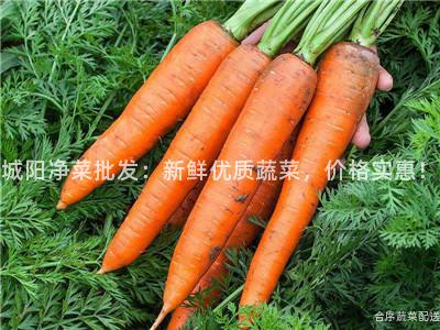 城阳净菜批发：新鲜优质蔬菜，价格实惠！