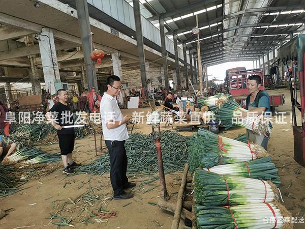 阜阳净菜批发电话，新鲜蔬菜直供，品质保证！