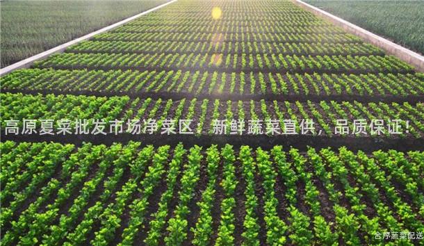 高原夏菜批发市场净菜区：新鲜蔬菜直供，品质保证！