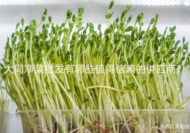 大同净菜批发有哪些值得信赖的供应商？