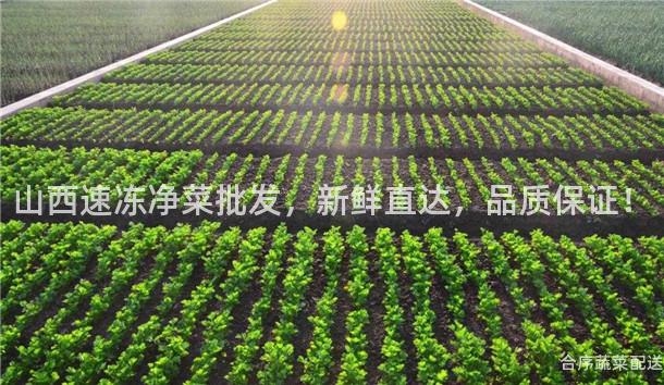 山西速冻净菜批发，新鲜直达，品质保证！