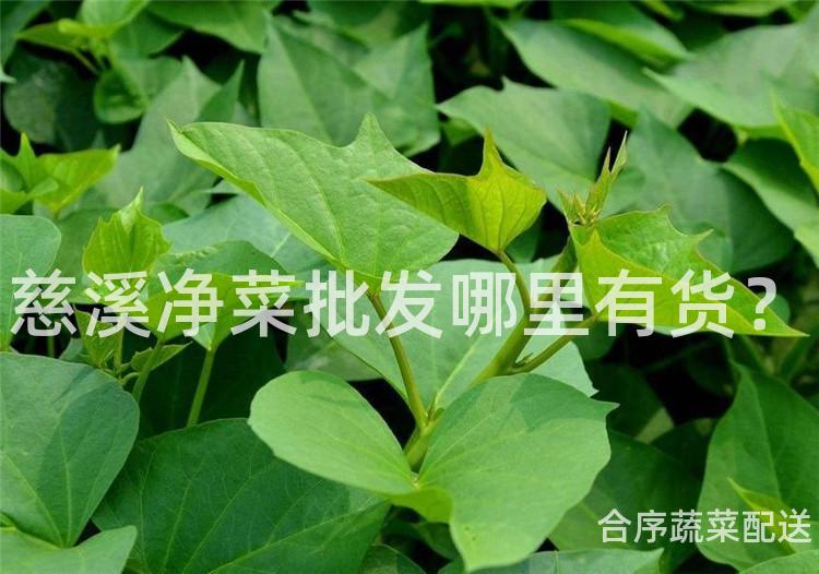 慈溪净菜批发哪里有货？
