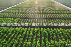 阜阳净菜批发在哪里？推荐阜阳市场最佳供应商！