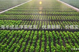 上海半成品净菜批发，优质新鲜，价格实惠